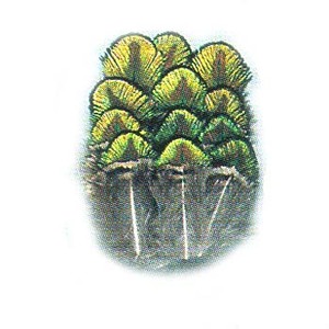 �L���b�v�X(Caps)�@�s�[�R�b�N�S�[���h�o�b�N�t�F�U�[