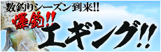 キロUP連発！？ 春エギング！！