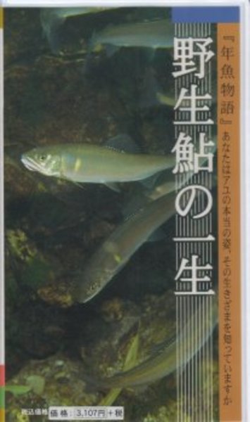 つり人社 野生鮎の一生   渓流･湖沼全般DVD(ビデオ)
