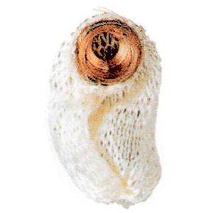 Coleman(R[}) }giXXVO^j