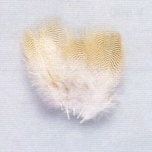 LbvX(Caps) Ebh_bNtFU[