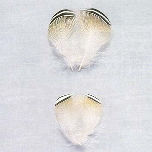 LbvX(Caps) Ebh_bNXgCvtFU[@rs