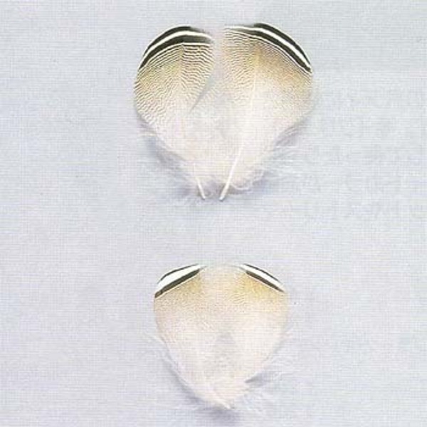 キャップス(Caps) ウッドダックストライプフェザー ST 011312 フェザー類