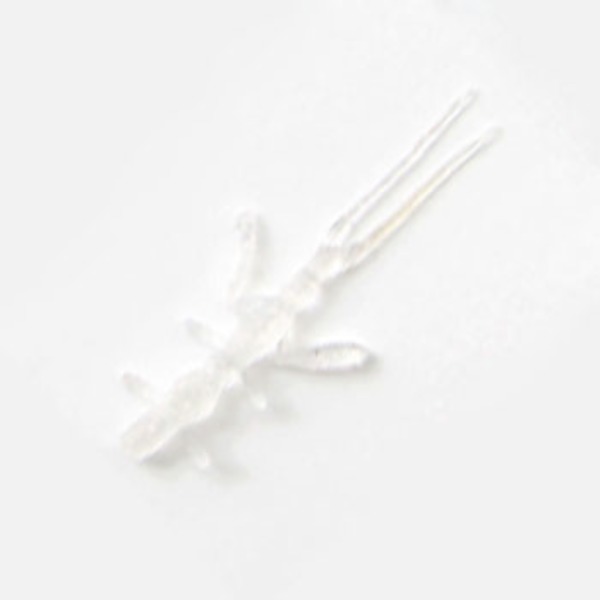 ジャクソン(Jackson) ワレカラ   アジ･メバル用ワーム