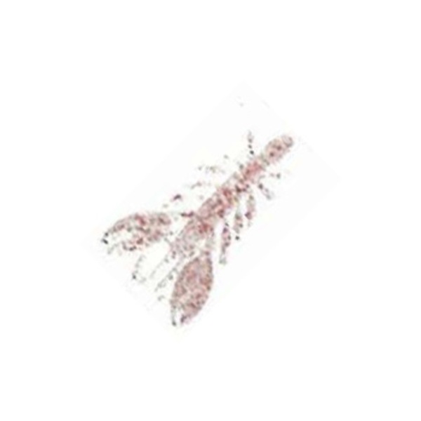 ヤリエ チヌバル   ホッグ､クロー系