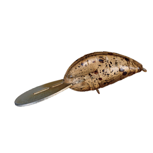 ジャクソン(Jackson) (予約:1月発売予定)ばたばたマジック   クランクベイト