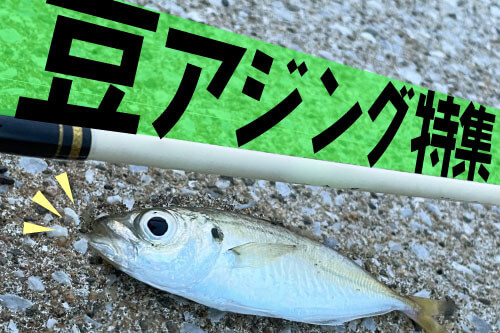 豆アジング特集