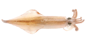 ライトエギング