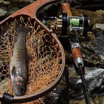 you be AccurateStickと元気な岩魚