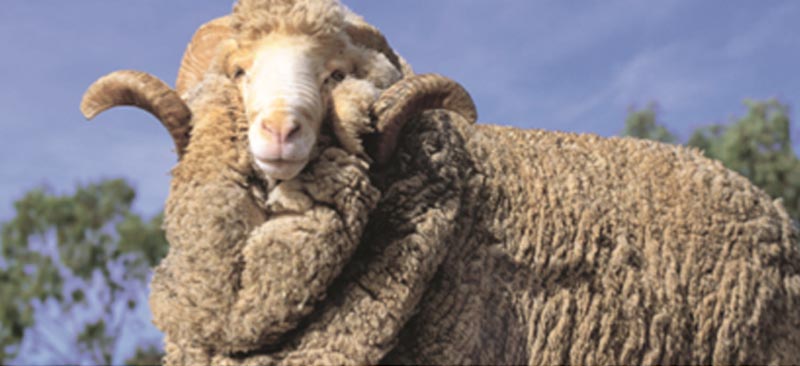 素材は「メリノウール」と「ポリエステル」のハイブリット素材