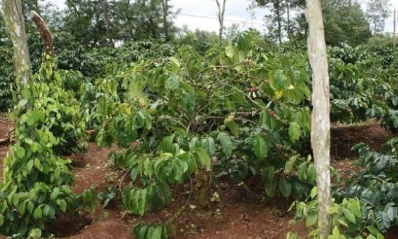 ハイランダー 珈琲木炭