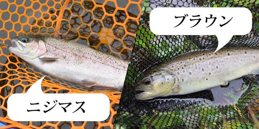 釣れる魚はニジマス、ブラウントラウトが主？