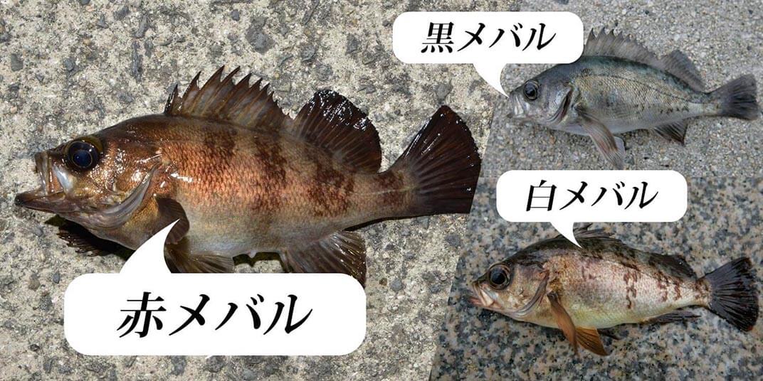 メバルってどんな魚？