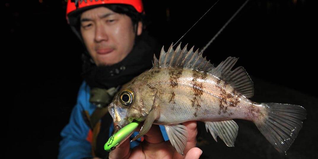 メバルを釣ってみよう！