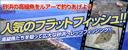 人気のフラットフィッシュ!!