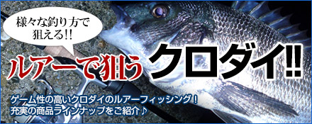 ルアーで狙うクロダイ!!