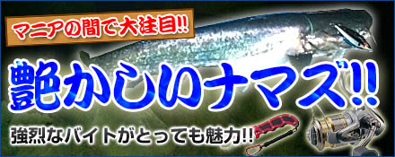 艶かしいナマズ！！