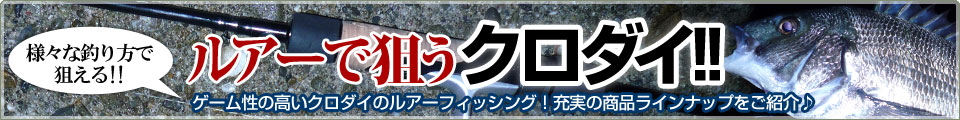 ルアーで狙うクロダイ!!