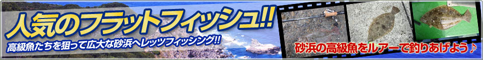 人気のフラットフィッシュ!!