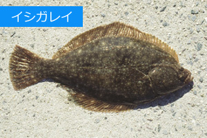 ナチュラム 投げ釣りでずっしりカレイ